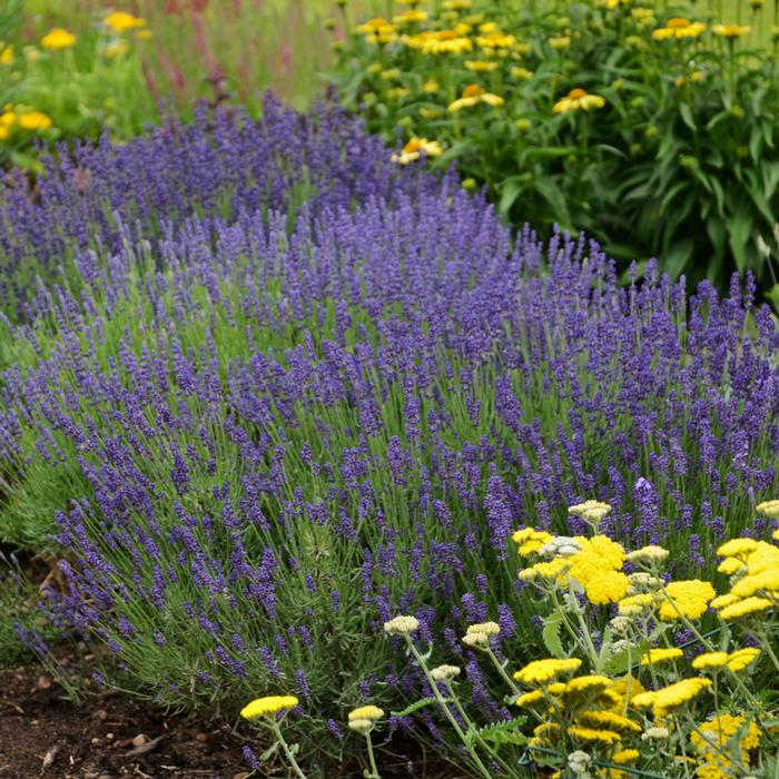 Lavandula angustifolia 'Hidcote' (English Lavender)