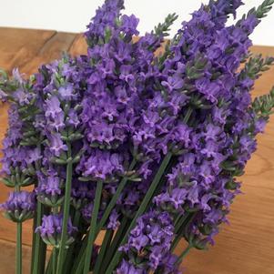 Lavandula x intermedia Sensational!® (Lavender)