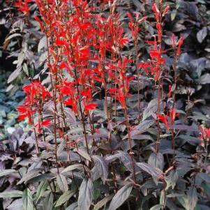 Cardinal Flower (Lobelia cardinalis 'Black Truffle')