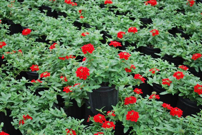 Verbena EnduraScape™ Red (Vervain)