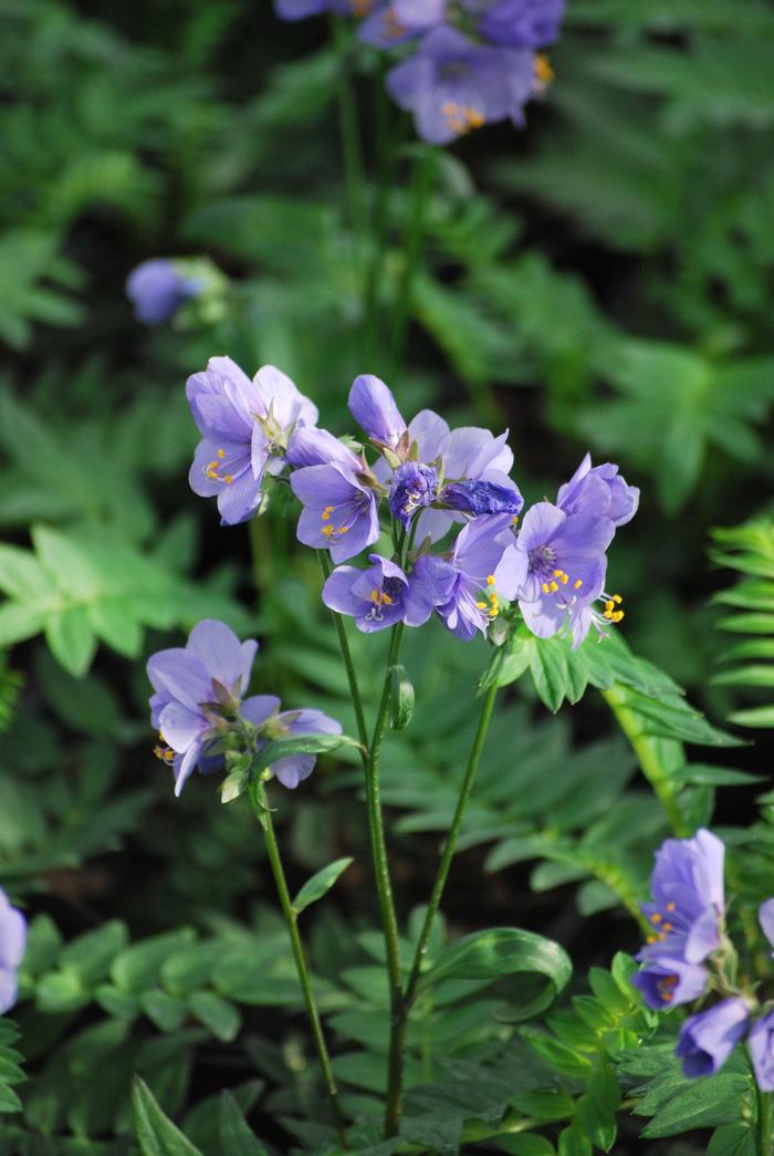 Jacob's Ladder (Polemonium caeruleum 'Bressingham Purple')