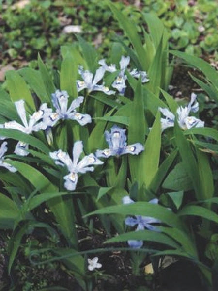 Iris cristata 'Powder Blue Giant' (Dwarf Crested Iris)