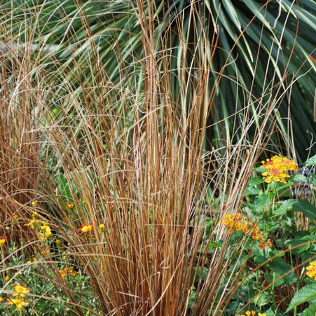 ColorGrass® Leather Leaf Sedge (Carex buchananii 'Red Rooster')