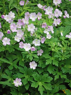 Wild Geranium (Geranium maculatum 'Chatto')