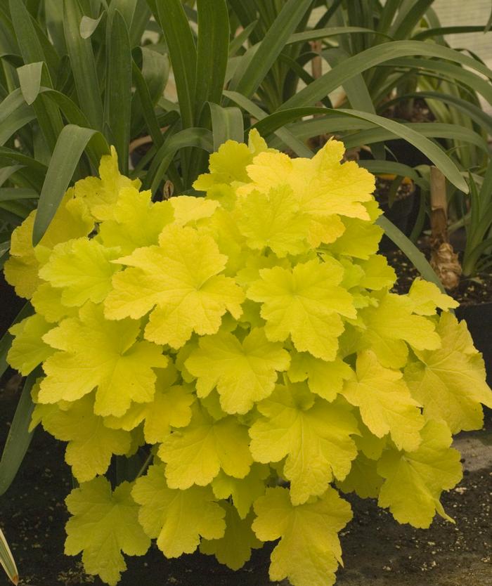 Heuchera x villosa 'Citronelle' (Coral Bells)