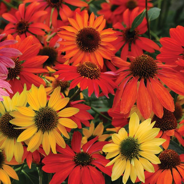 Echinacea x purpurea 'Cheyenne Spirit' (Coneflower)