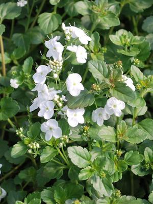 Veronica x 'Whitewater' (Speedwell)