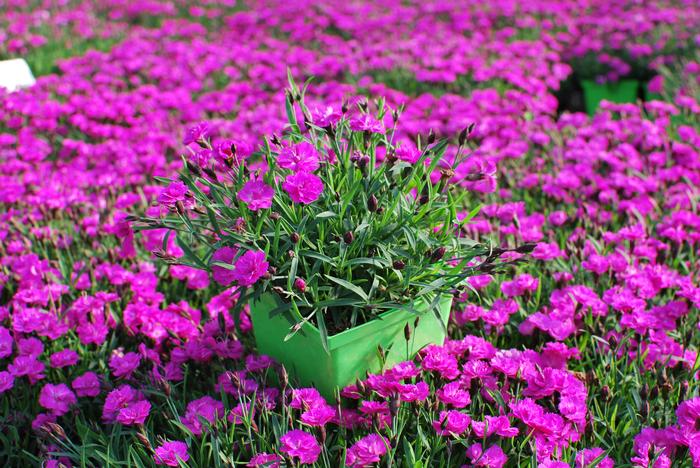 Dianthus Mountain Frost™Pink PomPom (Garden Pinks), purple flowers