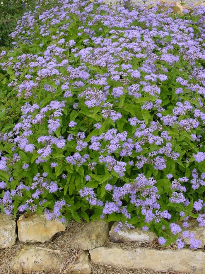 Hardy Ageratum (Eupatorium coelestinum)