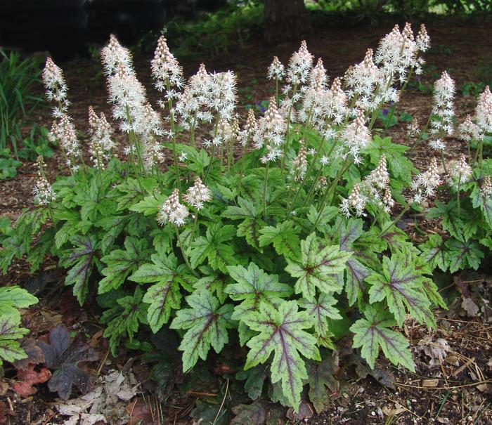 Tiarella cordifolia 'Elizabeth Oliver' (Foam Flower)