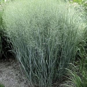 Panicum virgatum 'Heavy Metal' (Blue Switchgrass)