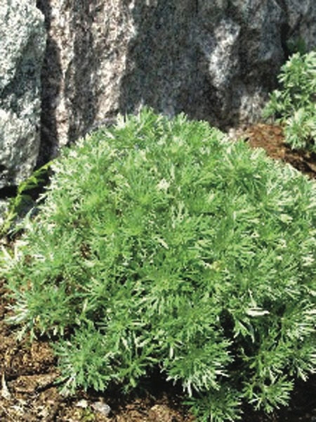 silver mound perennial