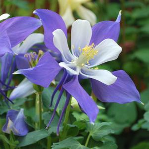 Aquilegia Kirigami™Deep Blue & White (Columbine) perennial, purple flowers