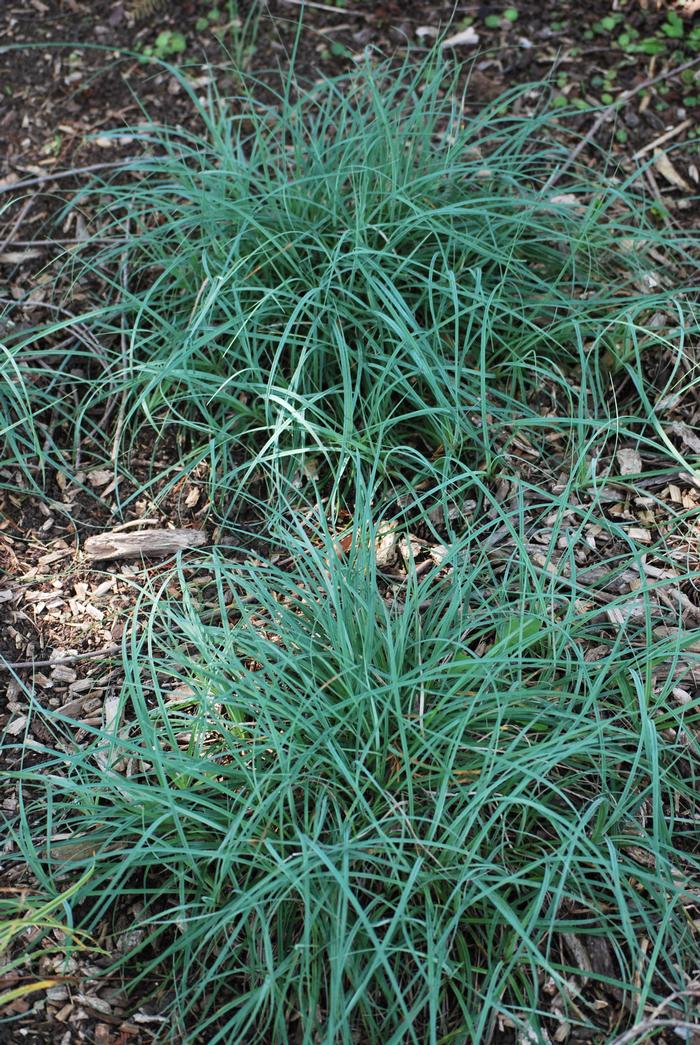 Blue Sedge (Carex glauca 'Blue Zinger')