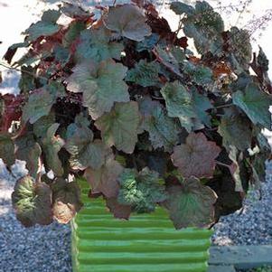 Heuchera micrantha 'Palace Purple' (Coral Bells)