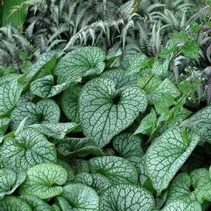 Brunnera macrophylla 'Alexander's Great' (Siberian Bugloss)