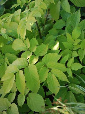 Japanese Spikenard (Aralia cordata 'Sun King')