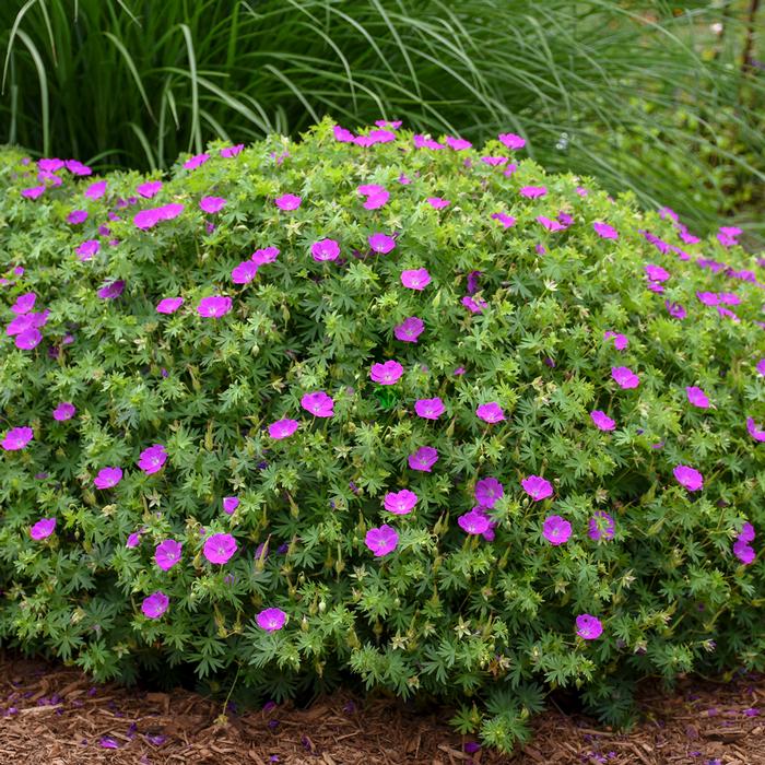 Geranium s. 'New Hampshire Purple' (Bloody Cranesbill)