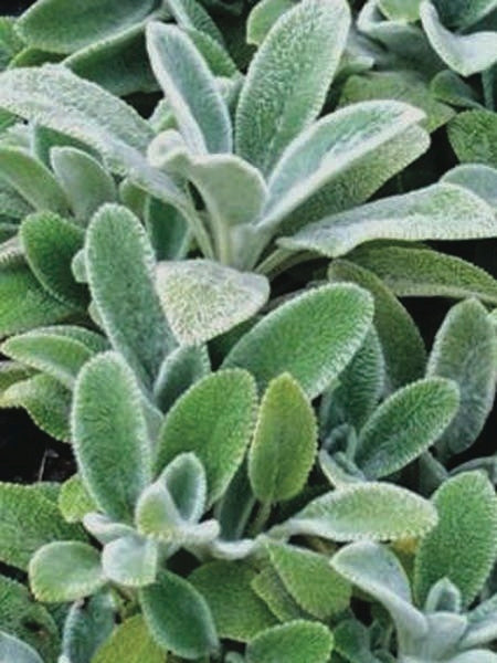 Stachys byzantina 'Silver Carpet' (Lamb's Ear)