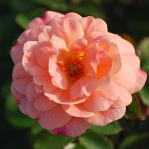 Rosa Apricot Drift®