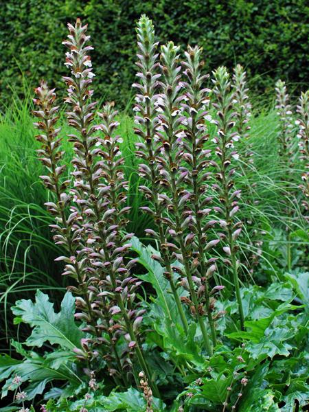 Bear's Breeches (Acanthus x mollis 'Morning Candle')