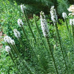 White Gay Feather (Liatris spicata 'Floristan White')