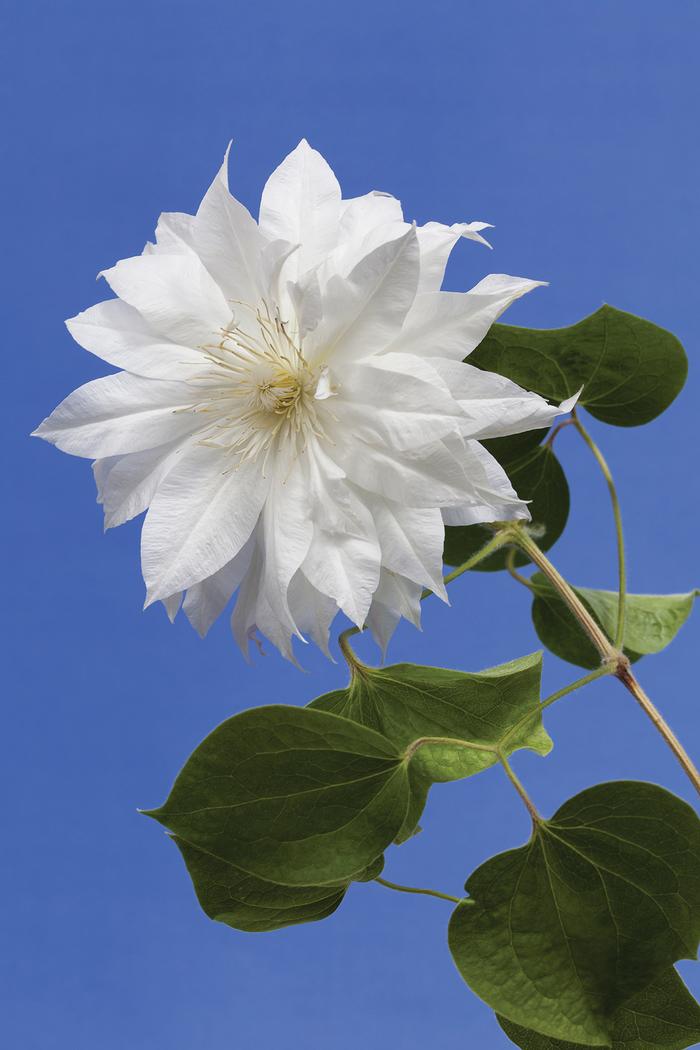 Clematis hybrid 'Duchess of Edinburgh' (Hybrid Clematis), white flower
