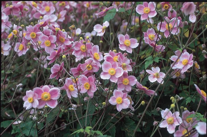 Anemone tomentosa 'Robustissima' (Windflower) perennial