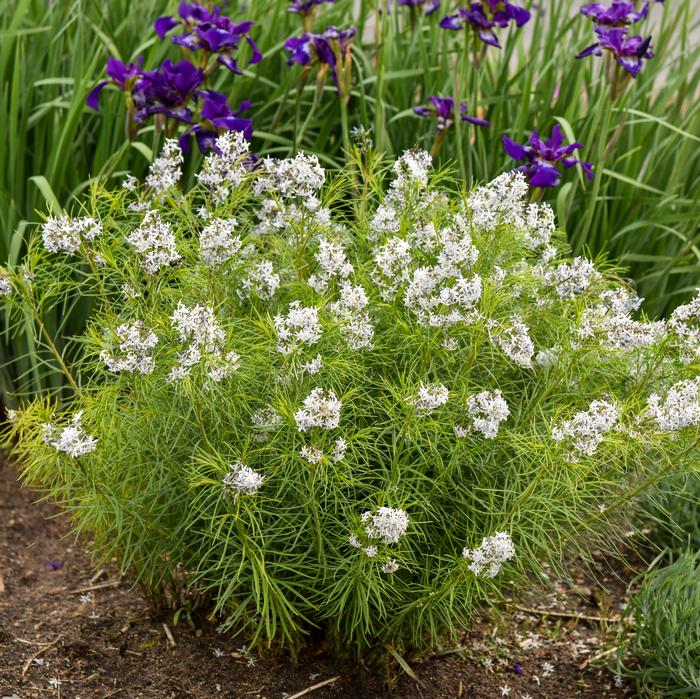 Thread-leaf Blue Star (Amsonia hubrichtii)