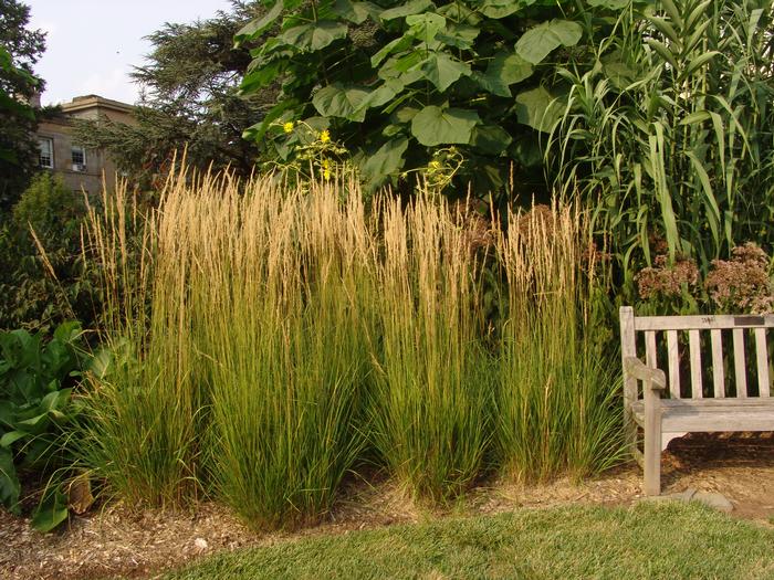 Calamagrostis x acutiflora 'Karl Foerster' (Feather Reed Grass)