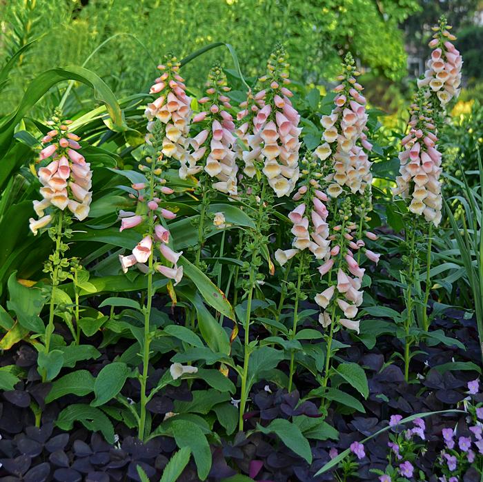 Digitalis purpurea 'Dalmatian Peach' (Foxglove), pink flowers