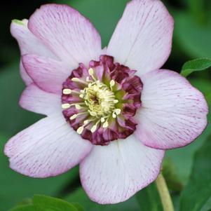 Helleborus x hybridus Winter Jewels® 'Cherry Blossom'