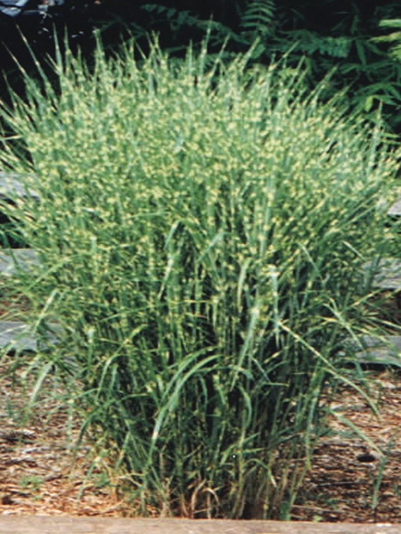 Porcupine Grass (Miscanthus sinensis 'Strictus')