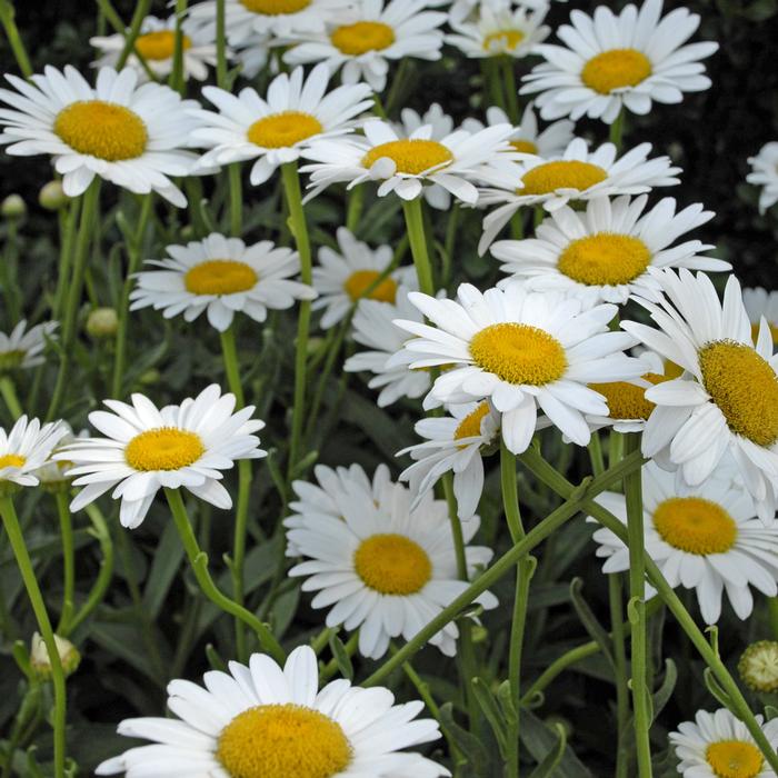 Leucanthemum x 'Becky' (Shasta Daisy)