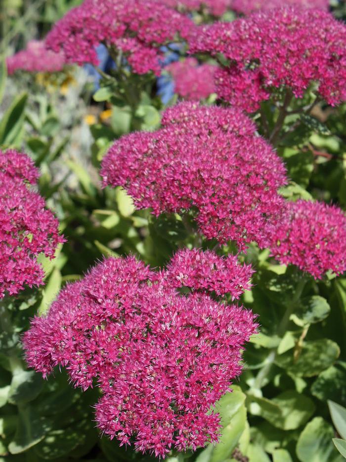 Sedum spectabile 'Neon' (Stonecrop)