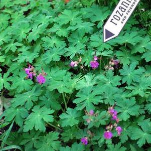 Geranium macrorrhizum 'Bevan's Variety' (Bigroot Geranium)