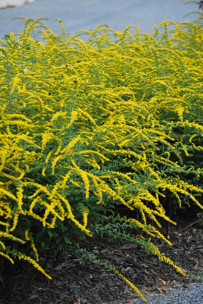 Solidago rugosa 'Fireworks' (Goldenrod)