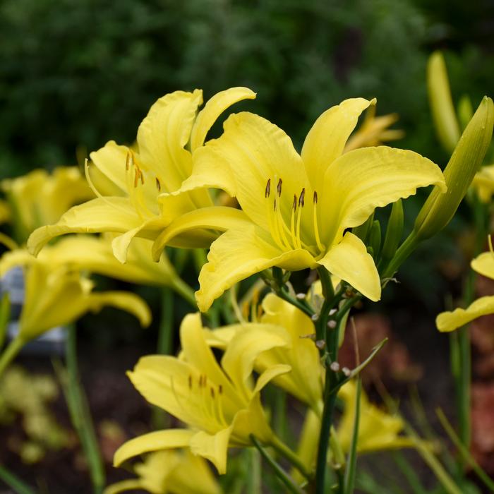 Hemerocallis 'Hyperion' (Daylily)