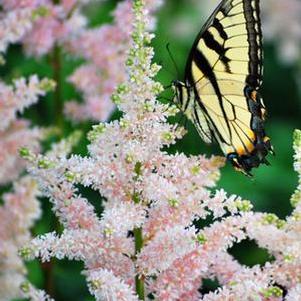 Astilbe japonica 'Peach Blossom' (False Spirea) perennial, pink flowers