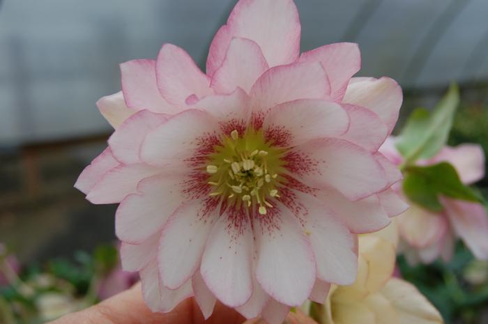 Helleborus x hybridus Winter Jewels® 'Cotton Candy'