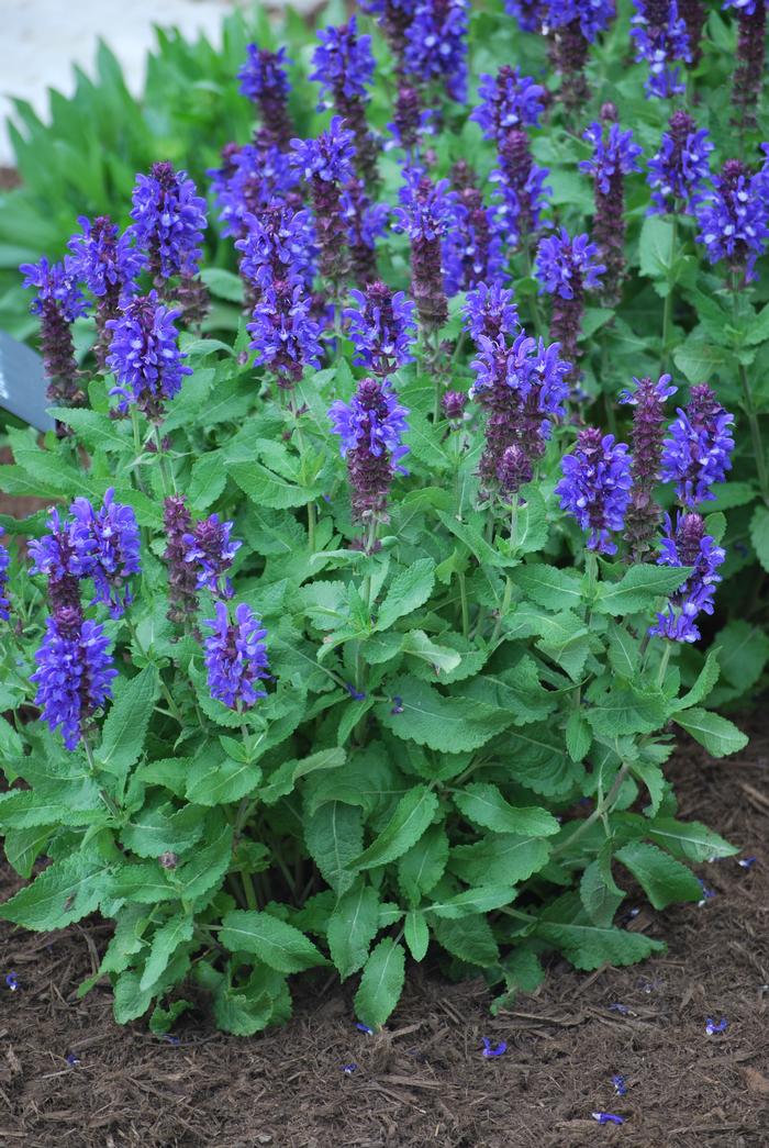 Salvia nemorosa 'Blue Marvel' (Sage)