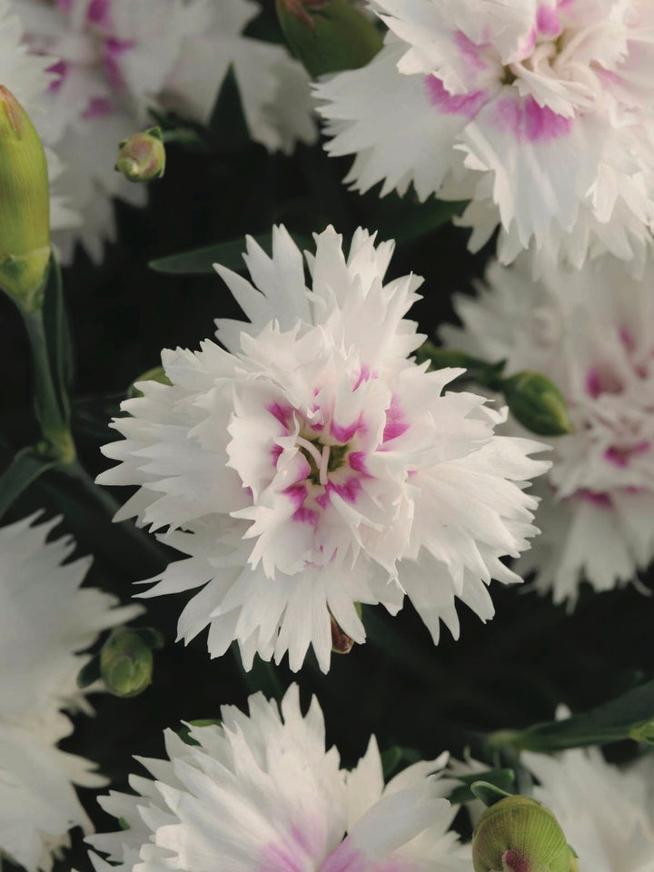 Dianthus Everlast™White + Eye (Garden Pinks), white flowers