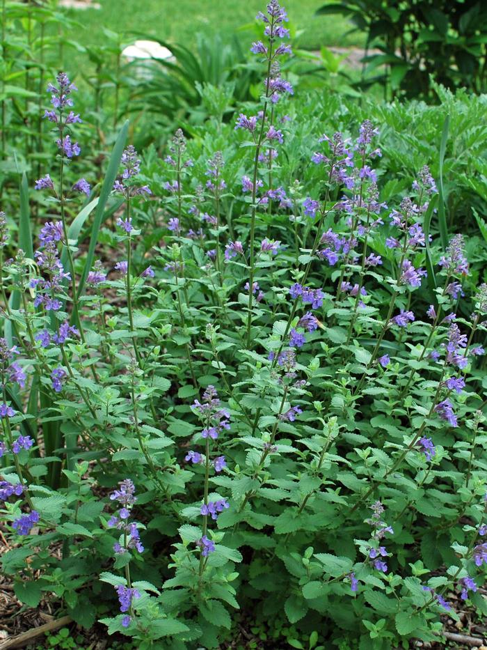 Nepeta racemosa 'Blue Wonder' (Catmint)