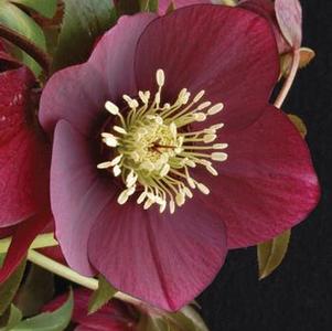 Helleborus x hybridus Winter Jewels® 'Ruby Wine'