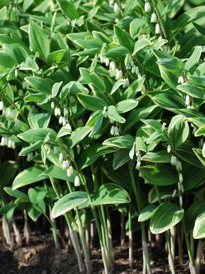 Variegated Solomon's Seal (Polygonatum odoratum 'Variegatum')