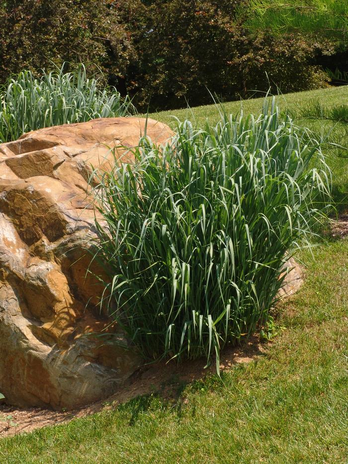 Panicum virgatum 'North Wind' (Blue Switchgrass)