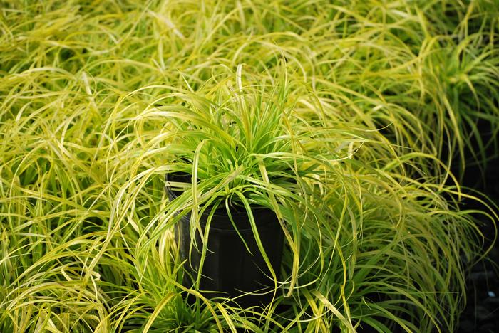 Carex oshimensis Evercolor® Everillo (Sedge)