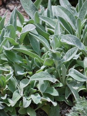 Stachys byzantina 'Silver Carpet' (Lamb's Ear)