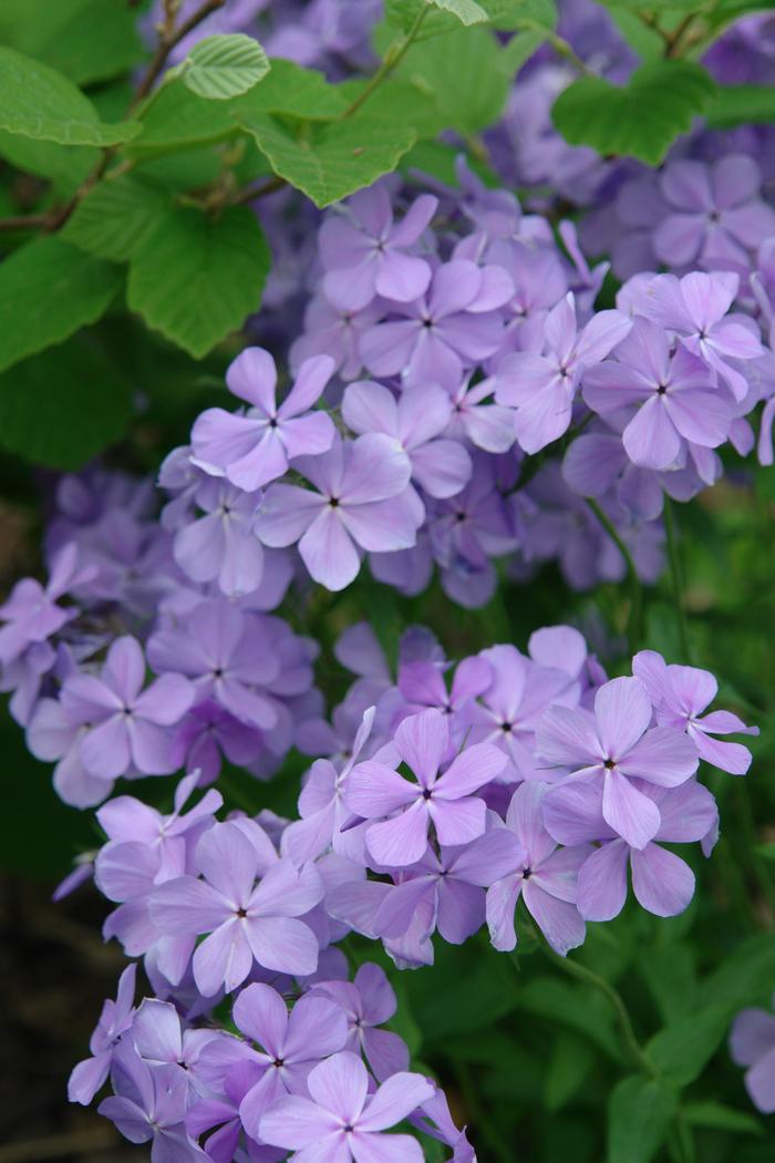 Phlox divaricata 'Blue Moon' (Woodland Phlox)