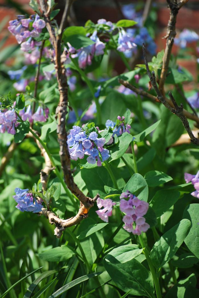 Virginia Blue Bells (Mertensia virginica)